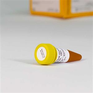 N2581 | Nano Glo Vivazine Live Cell Substrate
