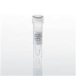 N7100 | Anti LgBiT Monoclonal Antibody