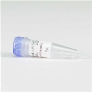 NV1691 | NanoLuc(R)-MAPK6 Fusion Vector