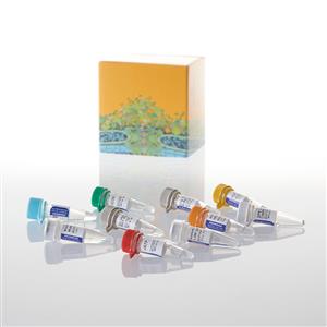 P1280 | RiboMAX Large Scale RNA Production Syste