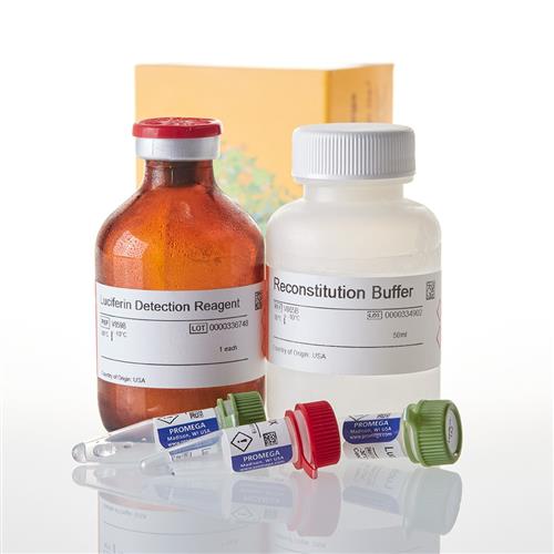 V8422 | P450-Glo(TM) CYP1A2 Induction/ Inhibition Assay