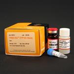 V8752 | P450-Glo(TM) CYP1A1 Assay