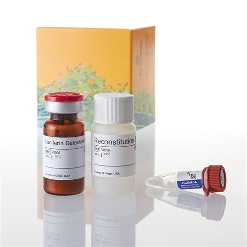 V8771 | P450-Glo(TM) CYP1A2 Assay