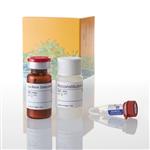 V8771 | P450-Glo(TM) CYP1A2 Assay