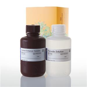W1001 | ECL Western Blotting Substrate