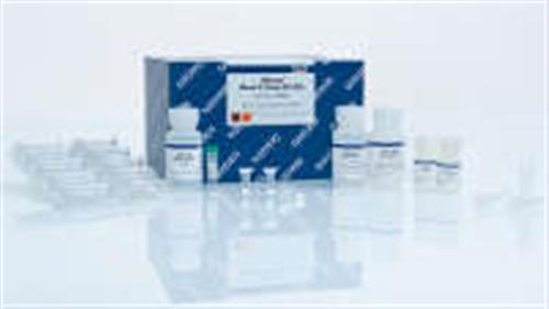 69506 | DNeasy Blood and Tissue Kit (250)