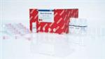 74106 | RNeasy Mini Kit (250)