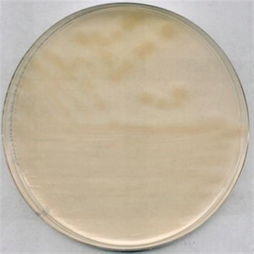 1004160500 | R2A AGAR FOR MICROBIOLOGY 15.2 G FOR 1