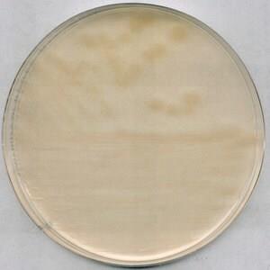 1004160500 | R2A AGAR FOR MICROBIOLOGY 15.2 G FOR 1