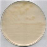 1004160500 | R2A AGAR FOR MICROBIOLOGY 15.2 G FOR 1