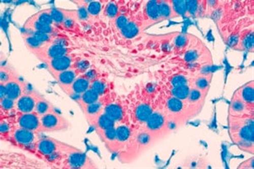 1016470500 | ALCIAN BLUE SOLUTION FOR MICROSCOPY