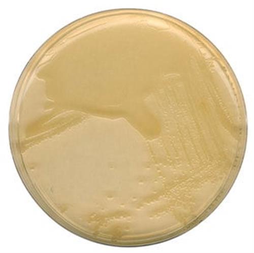 1102830500 | LB agar (MILLER)for microbiology