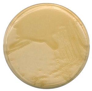 1102830500 | LB agar (MILLER)for microbiology