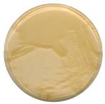 1102830500 | LB agar (MILLER)for microbiology