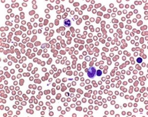 1113740100 | Buffer tablets pH 6.8for preparing buffer solution acc. to WEISE for the staining of blood smears