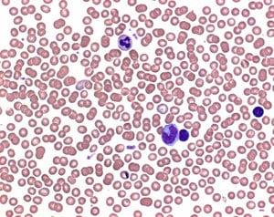 1113740100 | Buffer tablets pH 6.8for preparing buffer solution acc. to WEISE for the staining of blood smears