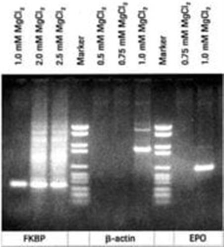 11699105001 | PCR BUFFER WITHOUT MGCL 2 10 X