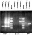 11699105001 | PCR BUFFER WITHOUT MGCL 2 10 X