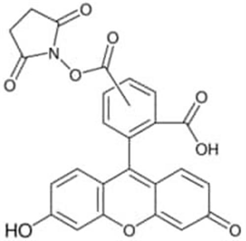 21878-100MG-F | 5 6 CARBOXYFLUORESCEIN N HYDROXYSUCCINIMIDE ESTER