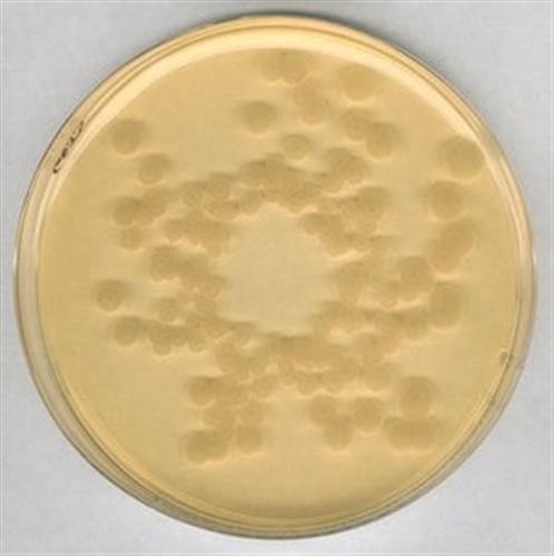 22091-2.5KG | TRYPTIC SOY AGAR FOR MICROBIOLOGY