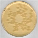 22091-2.5KG | TRYPTIC SOY AGAR FOR MICROBIOLOGY