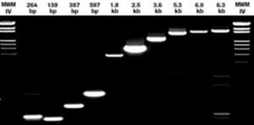 4655877001 | TRANSCRIPTOR ONE STEP RT PCR KIT 50 RX