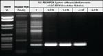 4743784001 | GC RICH PCR SYSTEM DNTPACK