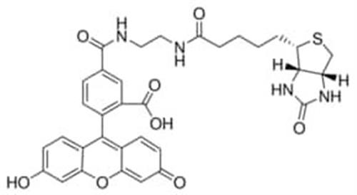 53608-1MG-F | BIOTIN 5 FLUORESCEIN CONJUGATE BIOREAGENT FOR FLUO