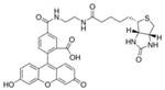 53608-1MG-F | BIOTIN 5 FLUORESCEIN CONJUGATE BIOREAGENT FOR FLUO