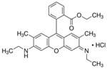 56226-25MG | RHODAMINE 6G