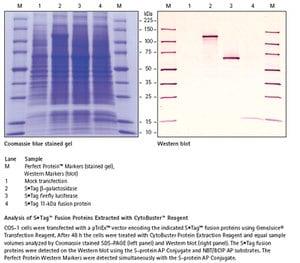 71009-4 | CYTOBUSTER PROTEIN EXTRACTION REAGENT