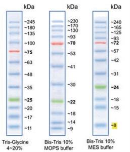 94964-500UL | BLUEYE PRESTAINED PROTEIN LADDER