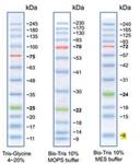 94964-500UL | BLUEYE PRESTAINED PROTEIN LADDER