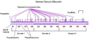 A3782-100MG | ALBUMIN FROM HUMAN SERUM FATTY ACID FREE GLOBULIN
