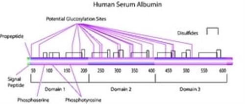 A3782-1G | ALBUMIN FROM HUMAN SERUM FATTY ACID FREE GLOBULIN