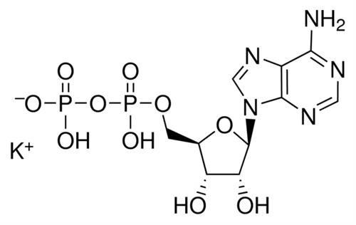 A5285-1G | ADENOSINE 5 DIPHOSPHATE MONOPOTASSIUM SALT DIHYDRA
