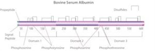 A9085-25G | BOVINE SERUM ALBUMIN LYOPHILIZED POWDER ESSENTIALL
