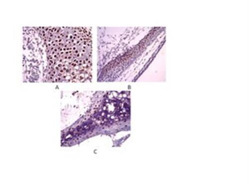 AB5535 | ANTI SOX9 ANTIBODY