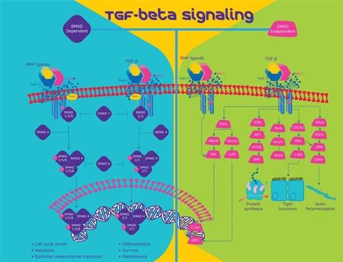 B3555-10UG | BONE MORPHOGENETIC PROTEIN 2 HUMAN 98 SDS PAGE REC