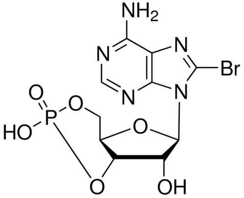 B5386-5MG | 8 BROMOADENOSINE 3 5 CYCLIC MONOPHOSPHATE FREE ACI