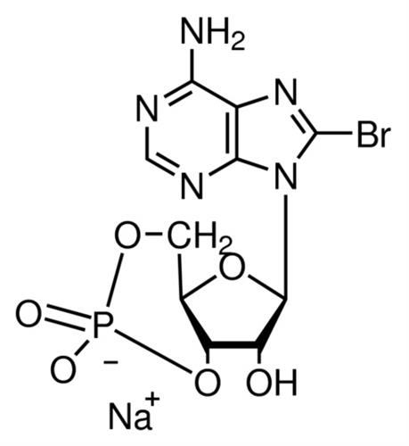 B7880-25MG | 8 BROMOADENOSINE 3 5 CYCLIC MONOPHOSPHATE SODIUM