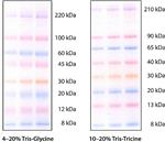 C1992-1VL | COLORBURST TM ELECTROPHORESIS MARKER M.W. 8 000 22