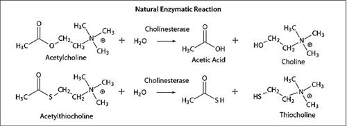 C2888-5KU | ACETYLCHLOINESTERASE TYPE V S FROM ELECTRIC EEL