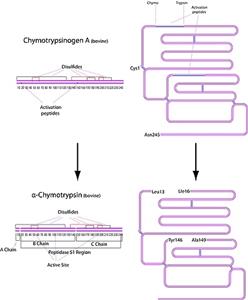 C4129-1G | A CHYMOTRYPSIN TYPE II FROM BOVINE PANCREAS