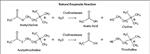 C4290-1KU | CHOLINESTERASE BUTYRYL FROM HORSE SERUM