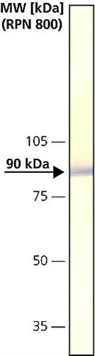 C4731-.2ML | ANTI CALNEXIN DEVELOPED IN RABBIT IGG FRACTION OF