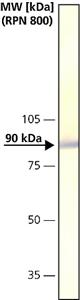 C4731-.2ML | ANTI CALNEXIN DEVELOPED IN RABBIT IGG FRACTION OF