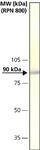 C4731-.2ML | ANTI CALNEXIN DEVELOPED IN RABBIT IGG FRACTION OF