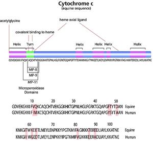 C7150-5X1VL | CYTOCHROME C FROM EQUINE HEART SUITABLE FOR GFC MA