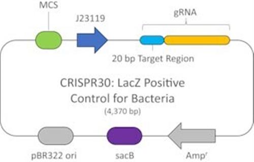 CRISPR30-1EA | CRISPR LACZ POSITIVE CONTROL PLASMID FOR BACTERIA